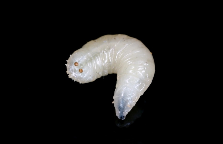 pięty